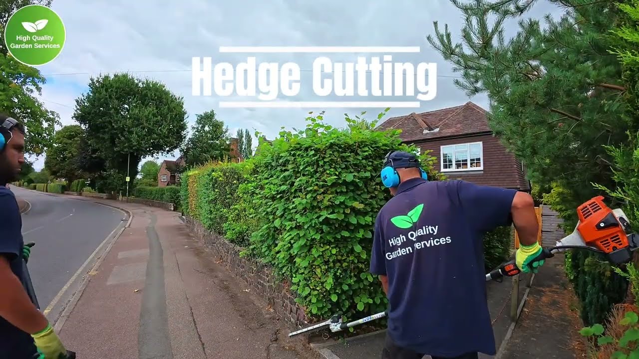🌲 Regular Hedge TrImming