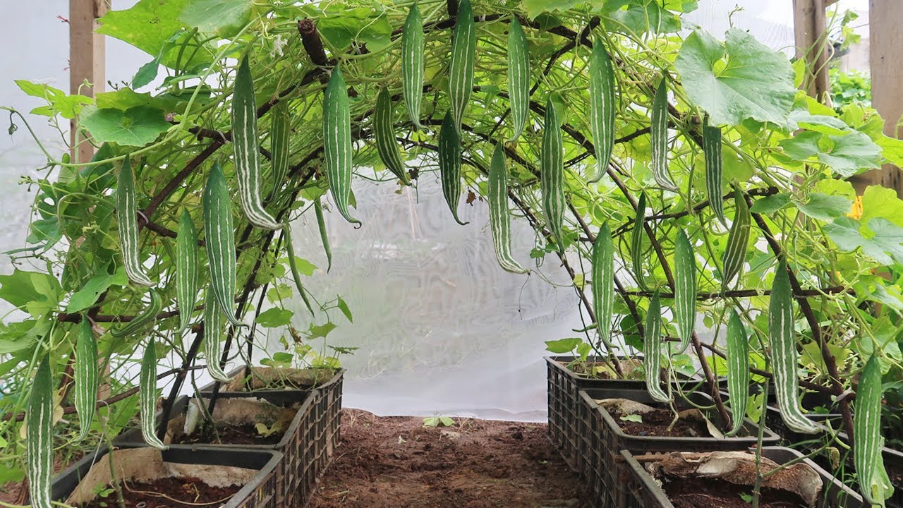 Вы когда-нибудь ели змеиную тыкву? это вкусно и легко выращивать