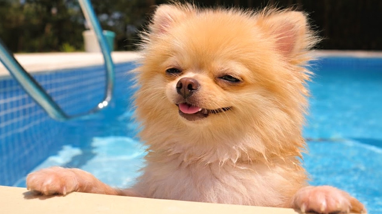 Best Of The Funny Animal Videos 😹🐶 The Funniest Dog Moments Compilation 🐾