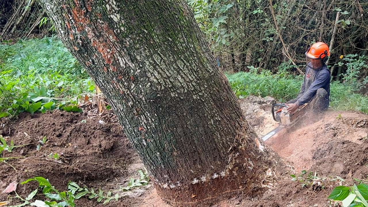 Uprooting Old Trembesi! Cutdown Dangerous Leaning Tree!