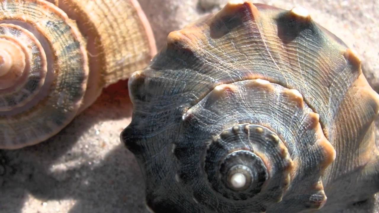SeaTalk - Whelks