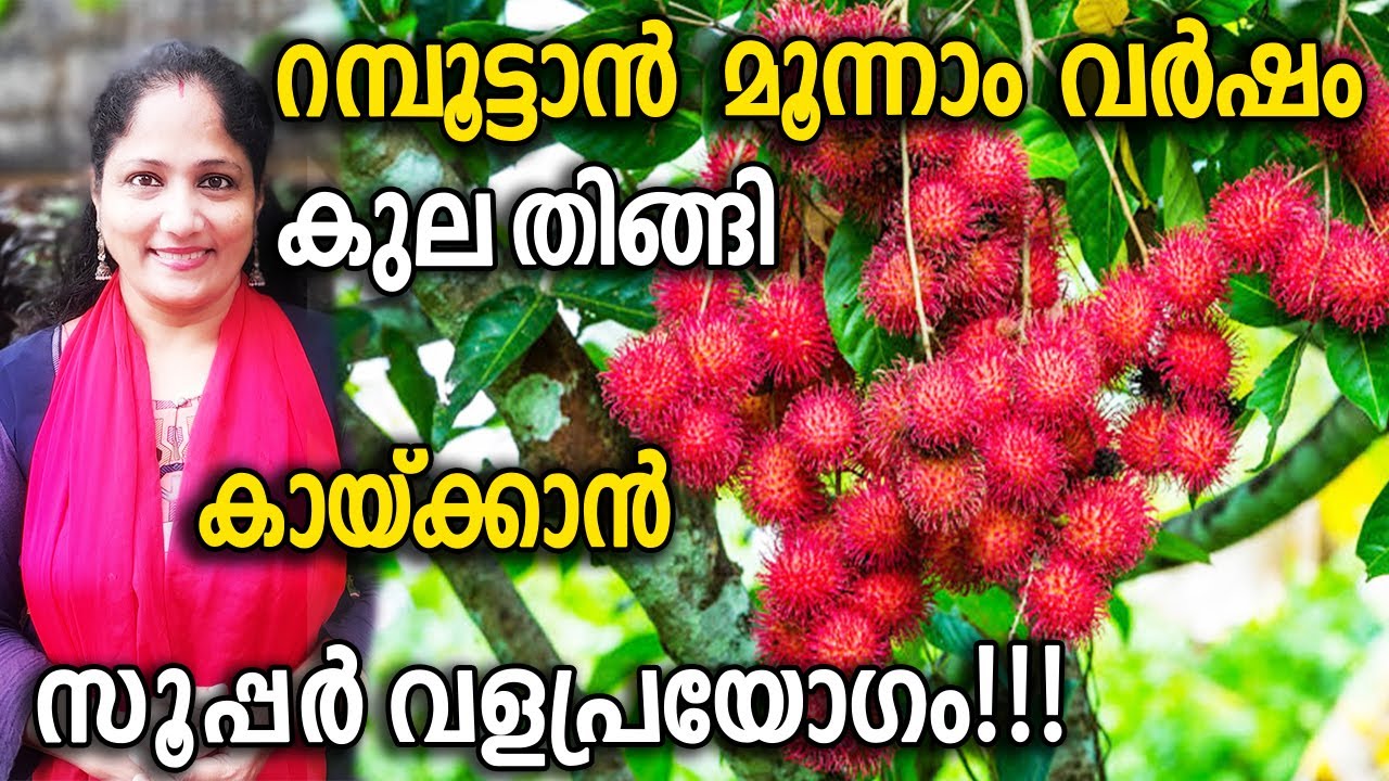 റമ്പൂട്ടാൻ മൂന്നാം വർഷം കുല തിങ്ങി  കായ്ക്കാൻ സൂപ്പർ വളപ്രയോഗം!!! | SUPER Fertilizer for Rambutan
