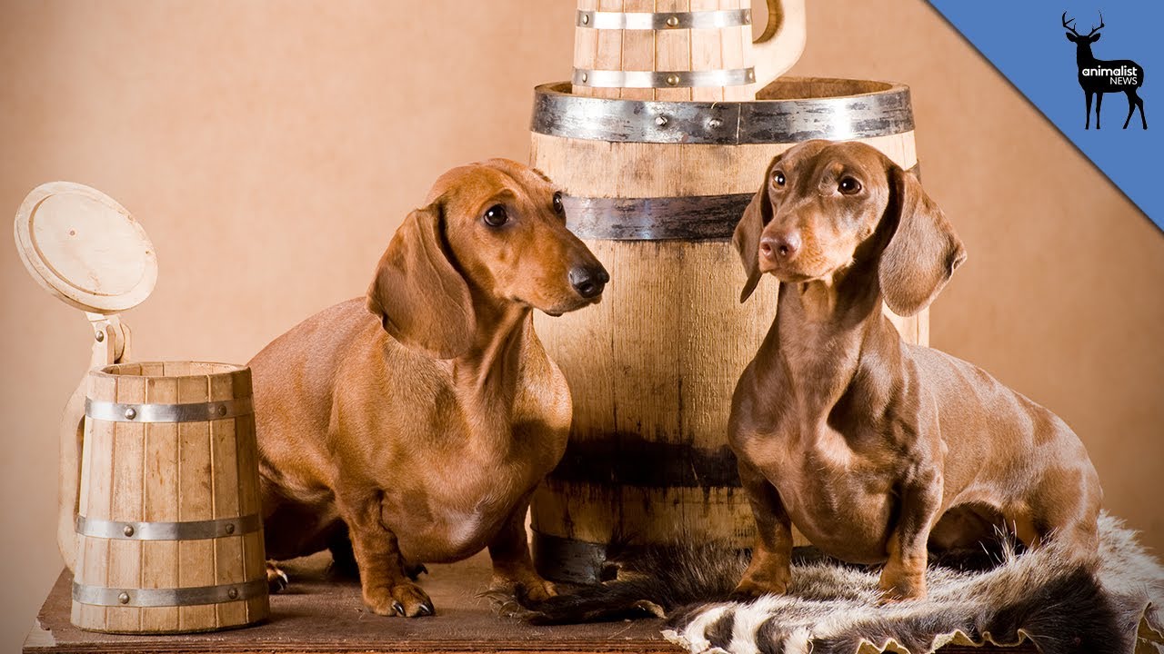 Beer For Dogs