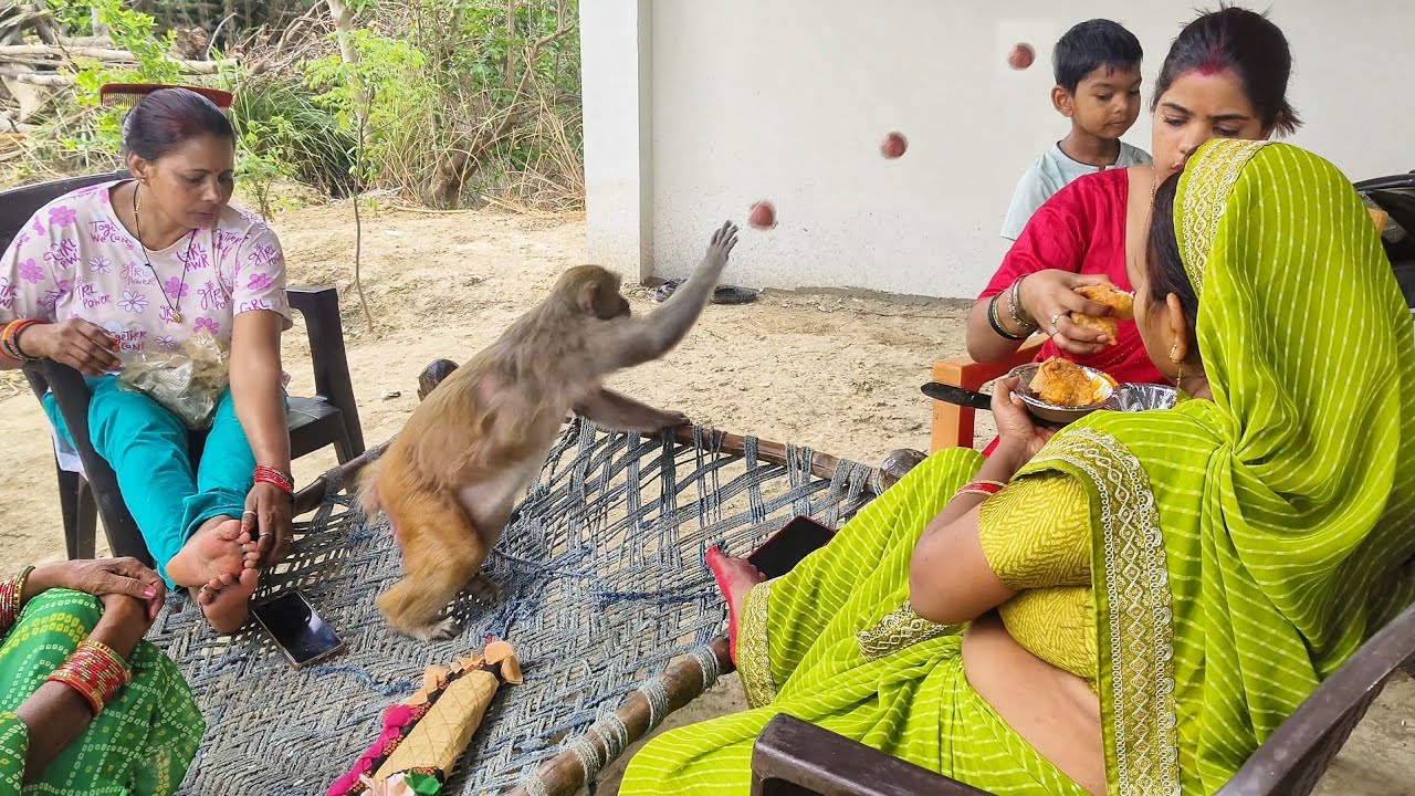 Rani Amazing Activity ।। Monkey rani Laddu funny video ।।