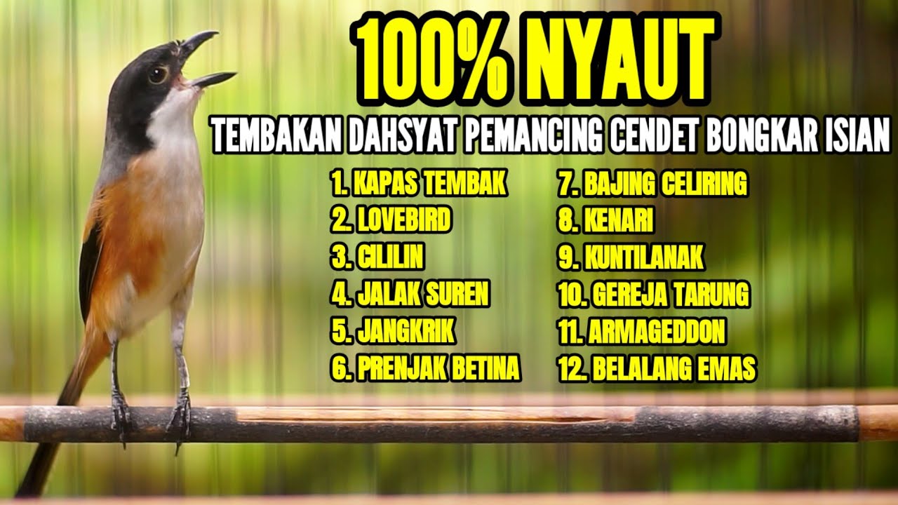 BURUNG CENDET GACOR AMPUH BUAT MASTERAN CENDET SUSAH BUNYI DIJAMIN LANGSUNG NYAUT
