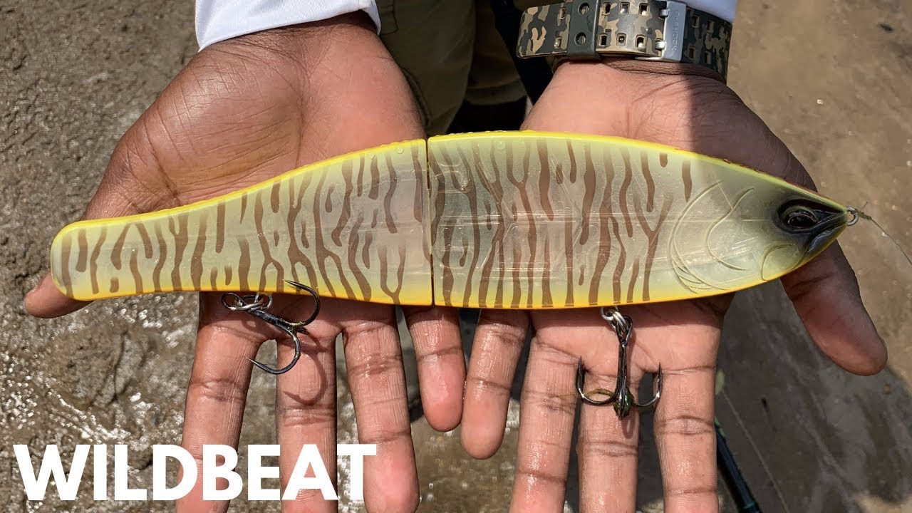 The WILDBEAT Swimbait Review!! $$$ Expensive $$$