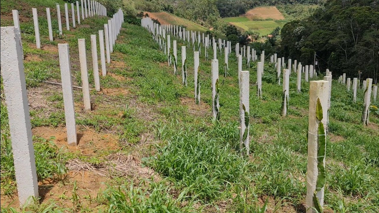 Qual melhor espaçamento para plantar pitayas