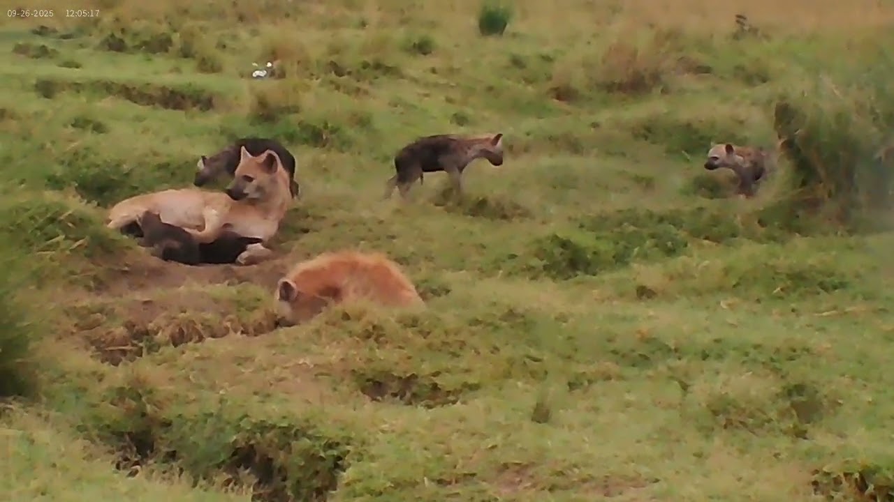 2 Mommy Hyenas and out pops 5 babies! #safariafrica #hyenas #babyanimals #kenya #cute #nursing