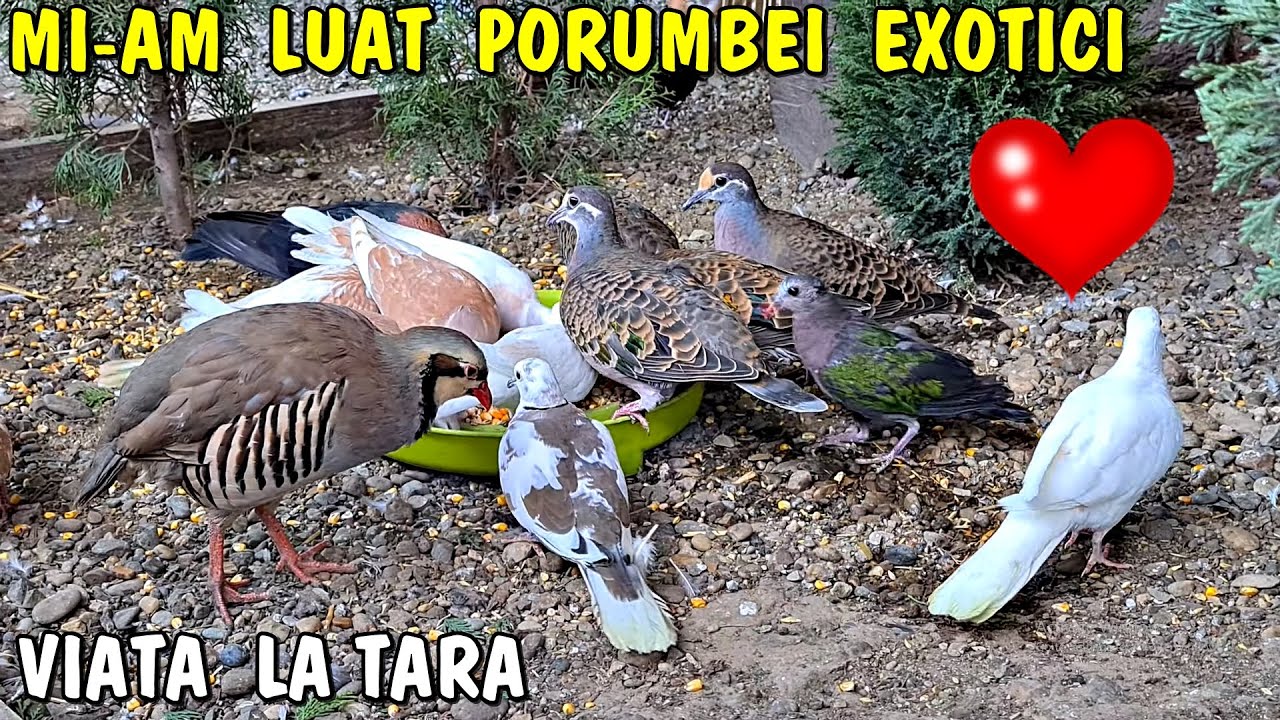 Viața la țară  - Mi-am luat porumbei  și turturele  EXOTICE - Aripa Verde - Aripă  de bronz 🕊🐦