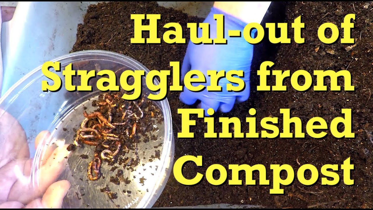 Straggler & baby worms baited from bin of finished castings - vermicompost