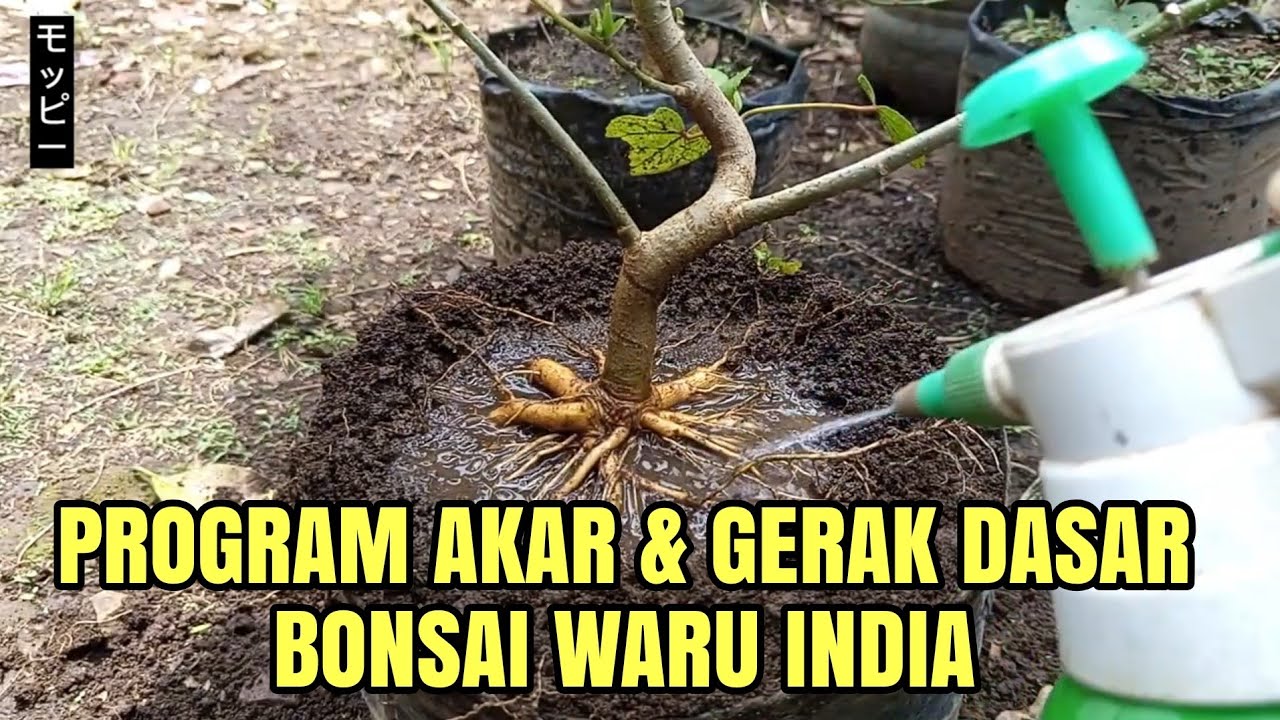 PROGRAM AKAR DAN GERAK DASAR BONSAI WARU INDIA