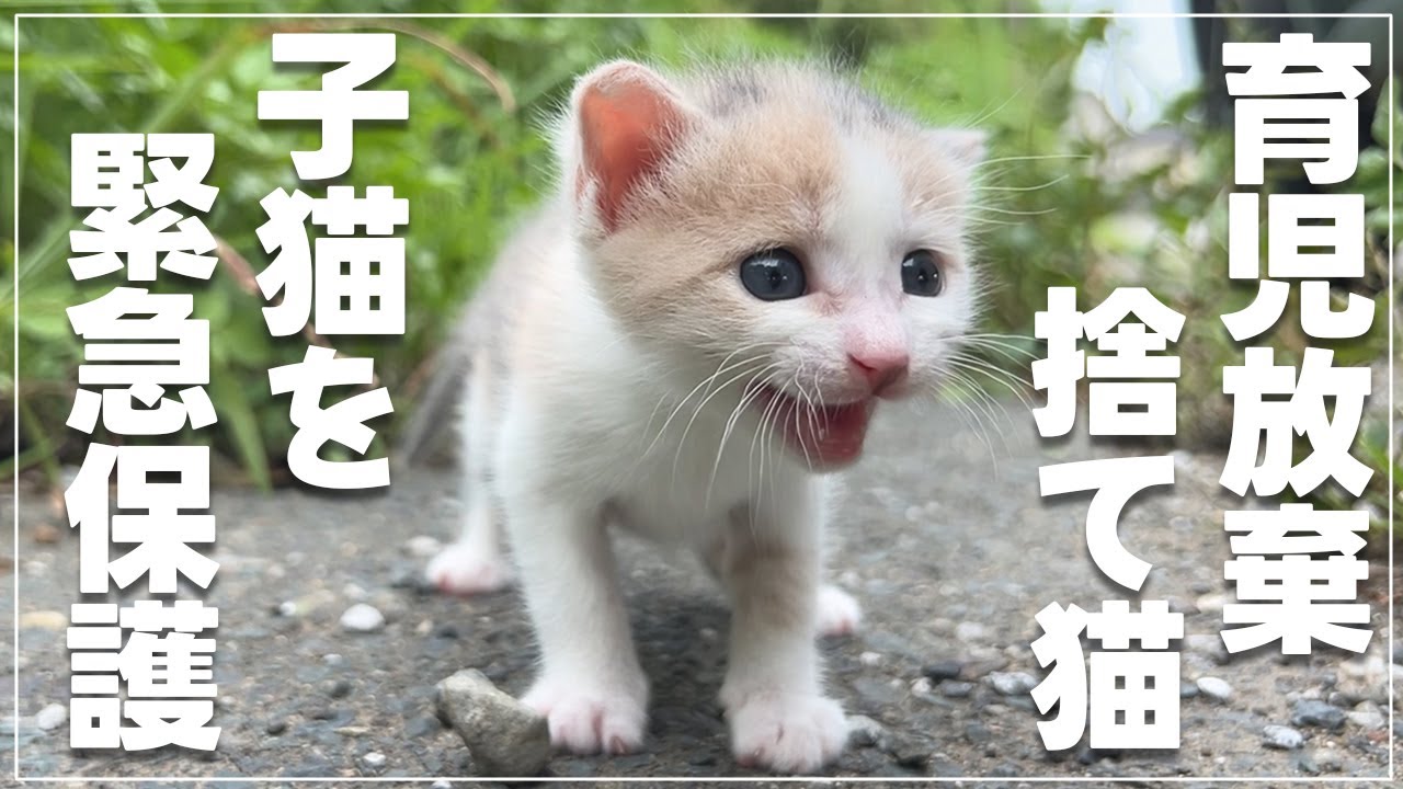 育児放棄された子猫を保護しました【野良猫・保護猫】