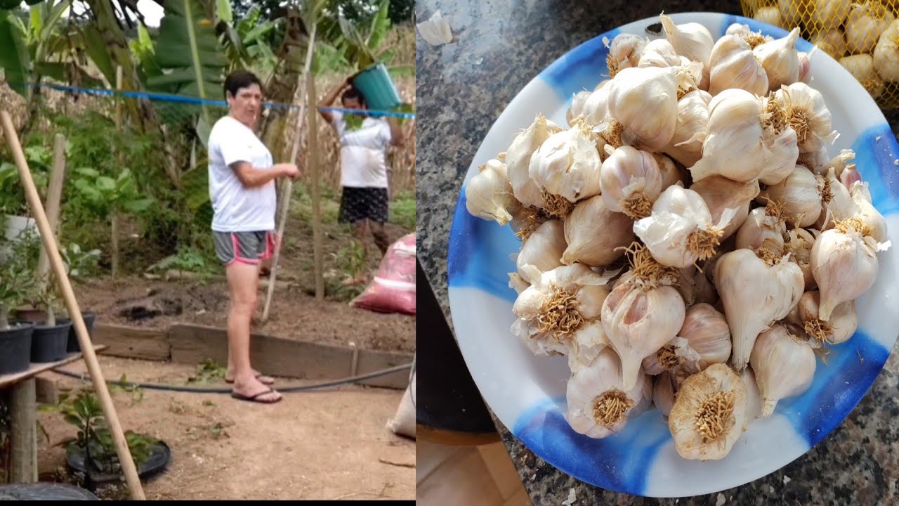 Como plantar alho em canteiro