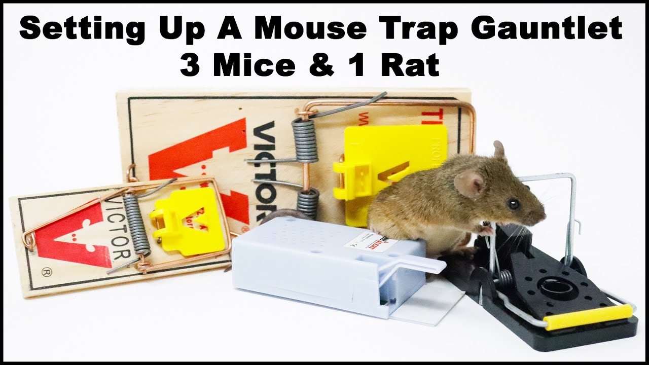 Setting Up A Snap Alert Mouse Trap Gauntlet In The Barn. 100% Success Catch Rate - Mousetrap Monday
