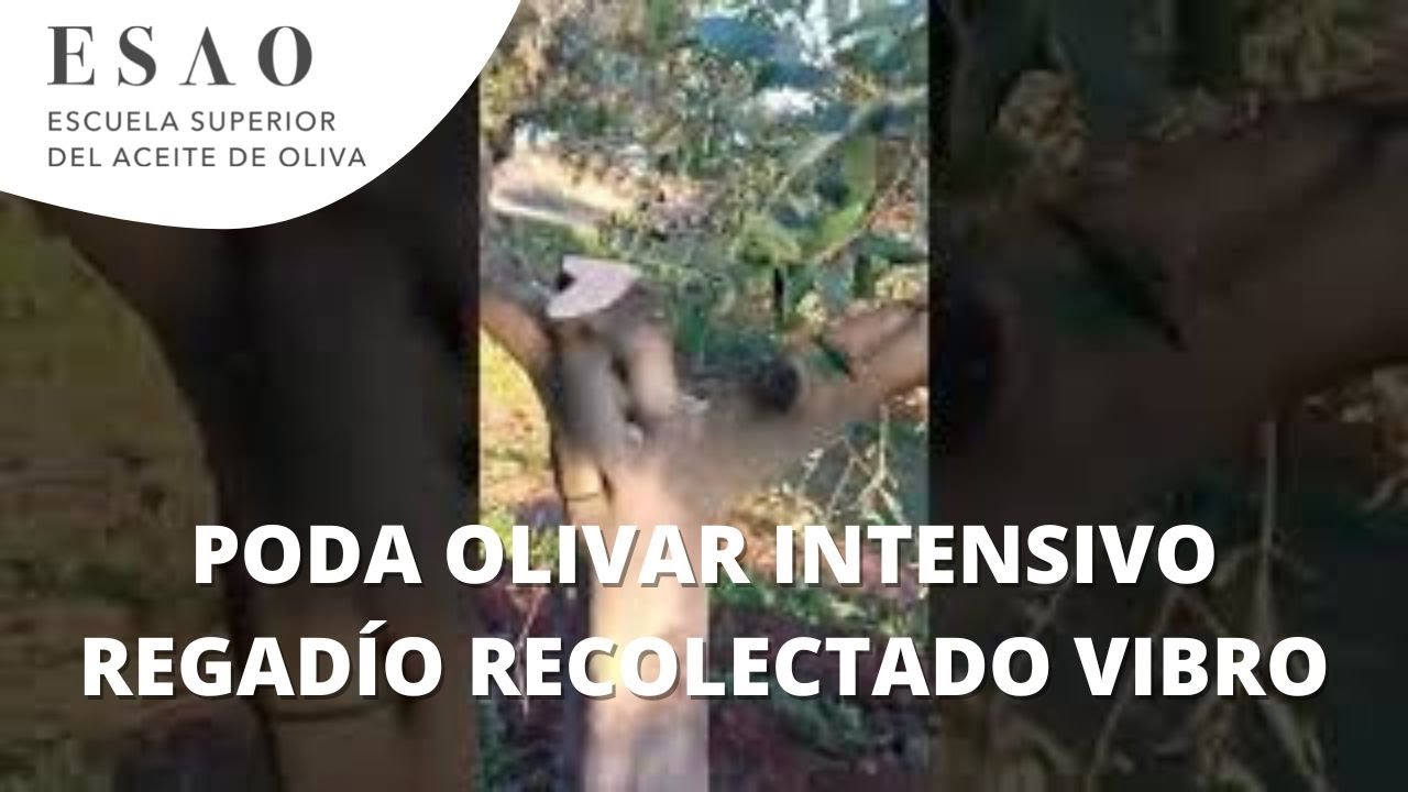 Poda de olivar intensivo de regadío recolectado con vibro.