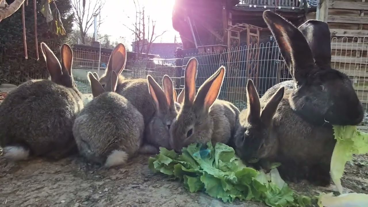 Deutsche Riesen Kaninchen 01.01.2026
