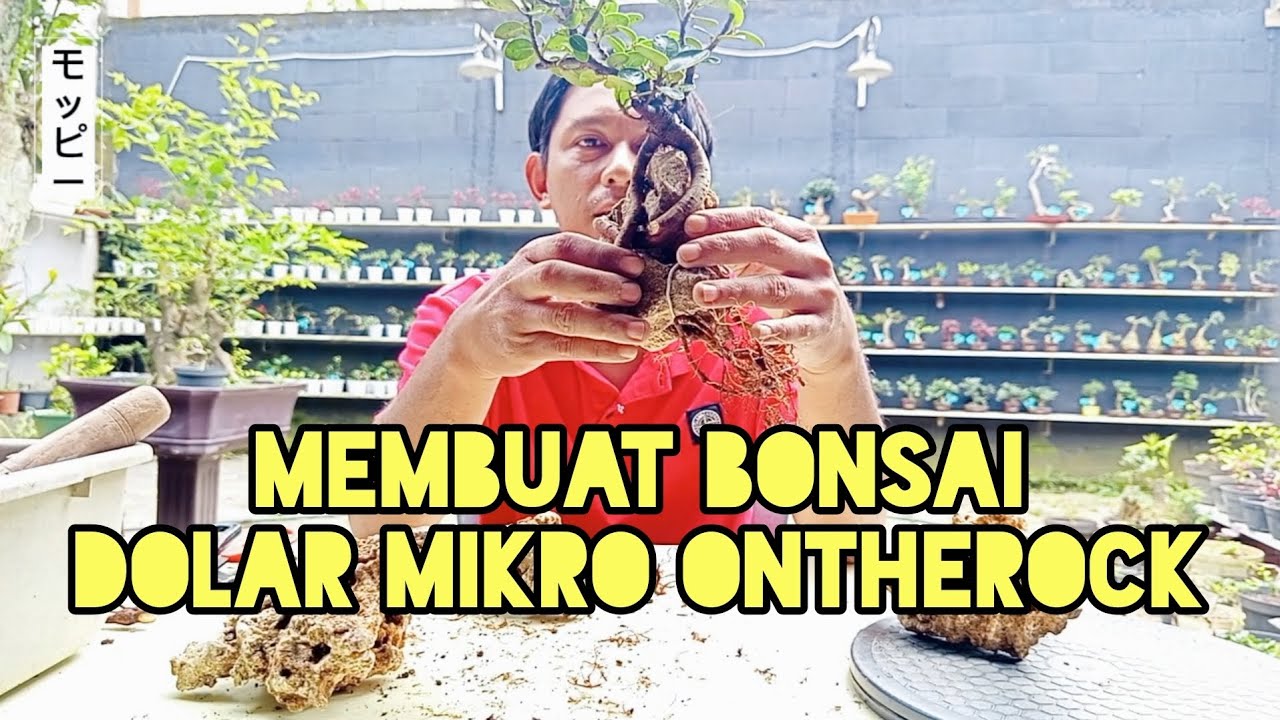 MEMBUAT BONSAI DOLAR ONTHEROCK