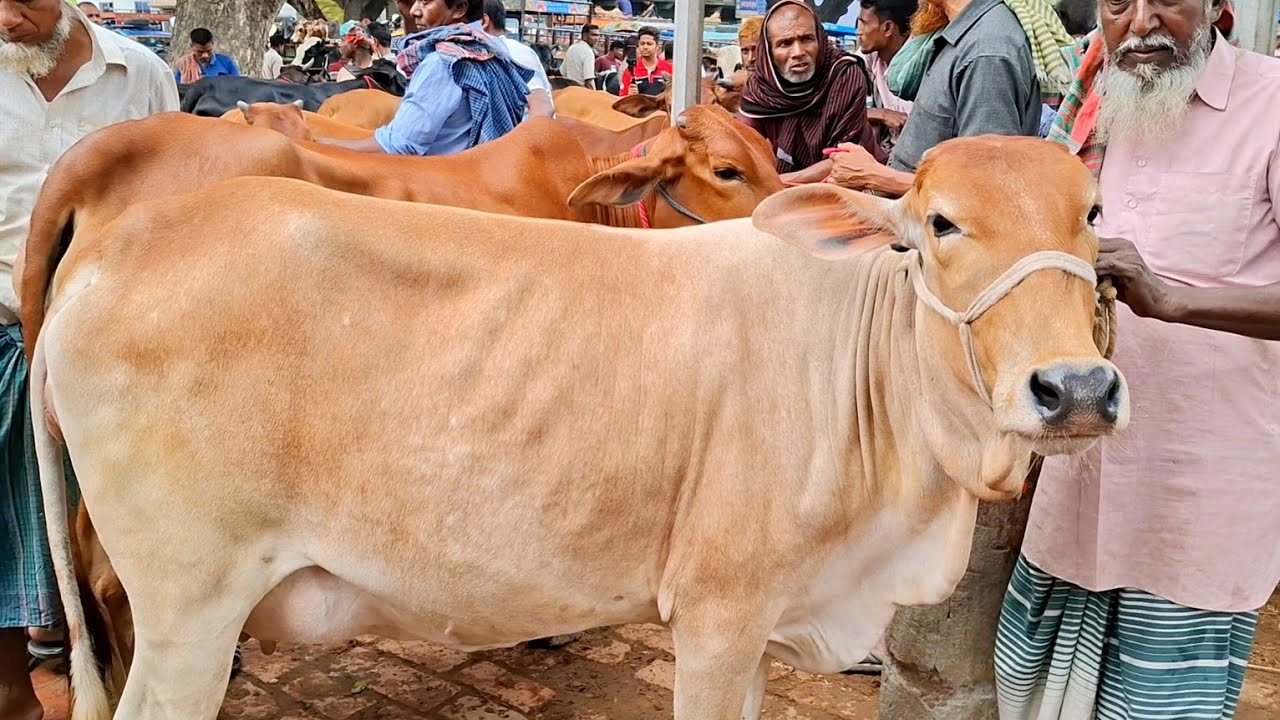 ৮/১২/২০২৫ || ডাকুমারা গরুর হাট থেকে দেশি গাভীন গরুর দেখুন || gorur hat || cow milk 
