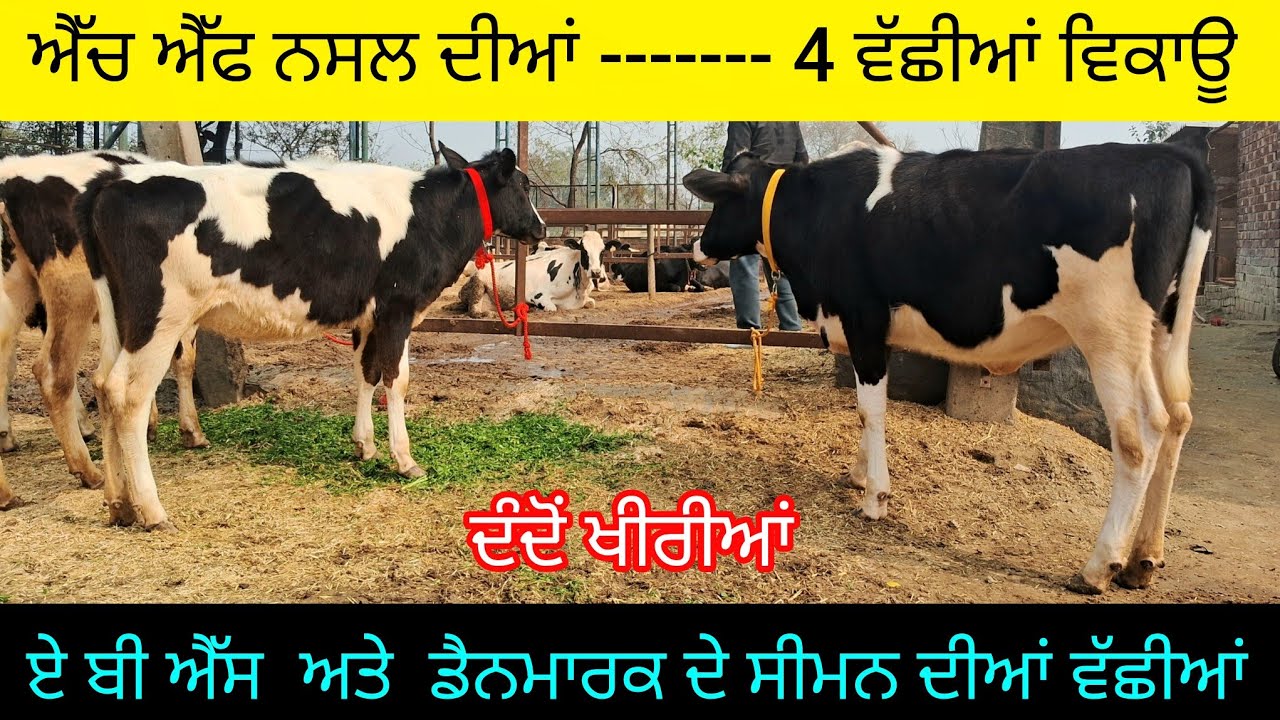  4  ਐੱਚ ਐੱਫ ਖੀਰੀਆਂ ਵੱਛੀਆਂ ਵਿਕਾਊ  97798-00515  ABS and Denmark's seeman hf heifers for sale. 