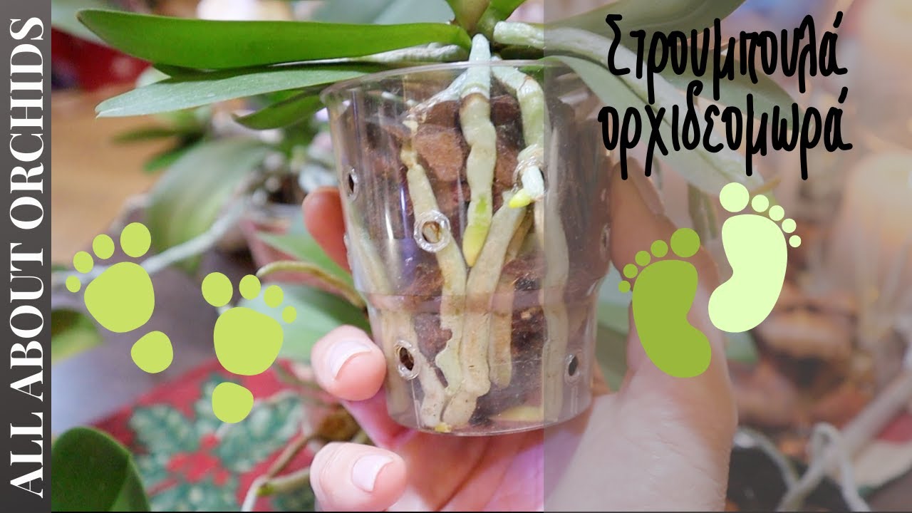 Τα γουρουνομωρά μου και τα μυστικά τους. Orchids Keikis