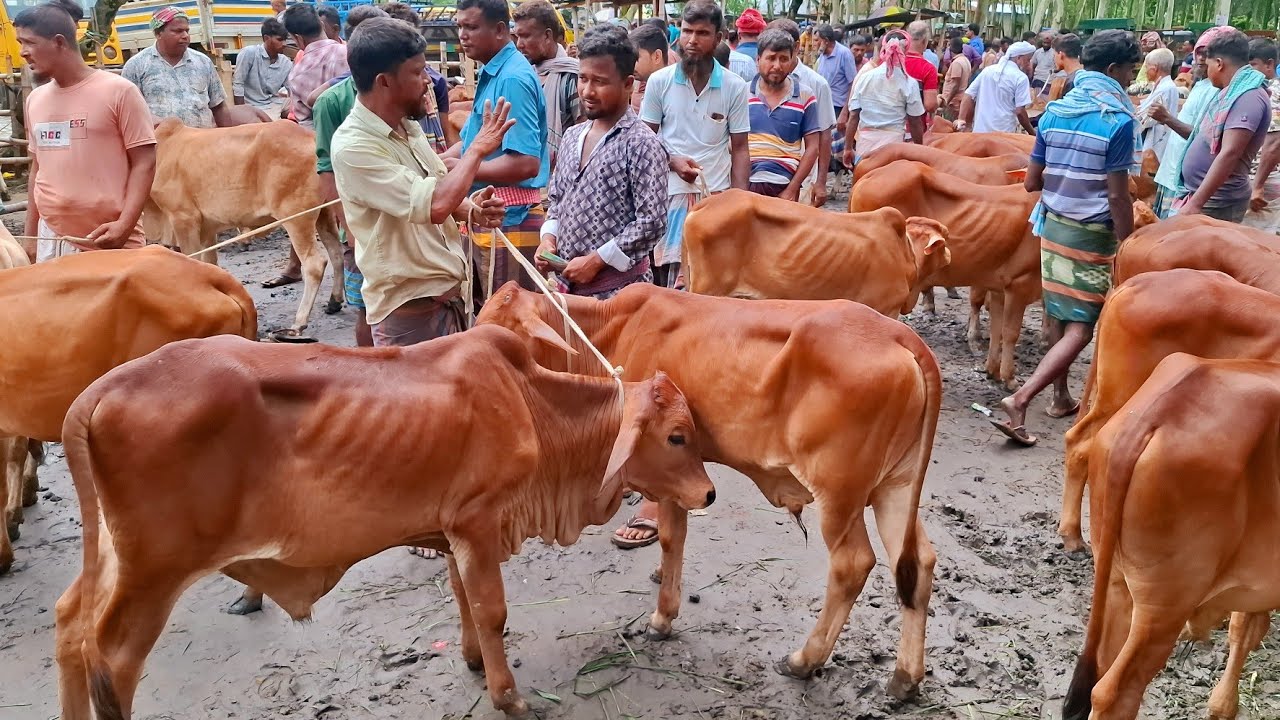 আজ ২৯/৮/২৫ | প্রচুর চাহিদা সম্পন্ন শাহিওয়াল ষাঁড় বাছুরের দাম | আমবাড়ী হাট 