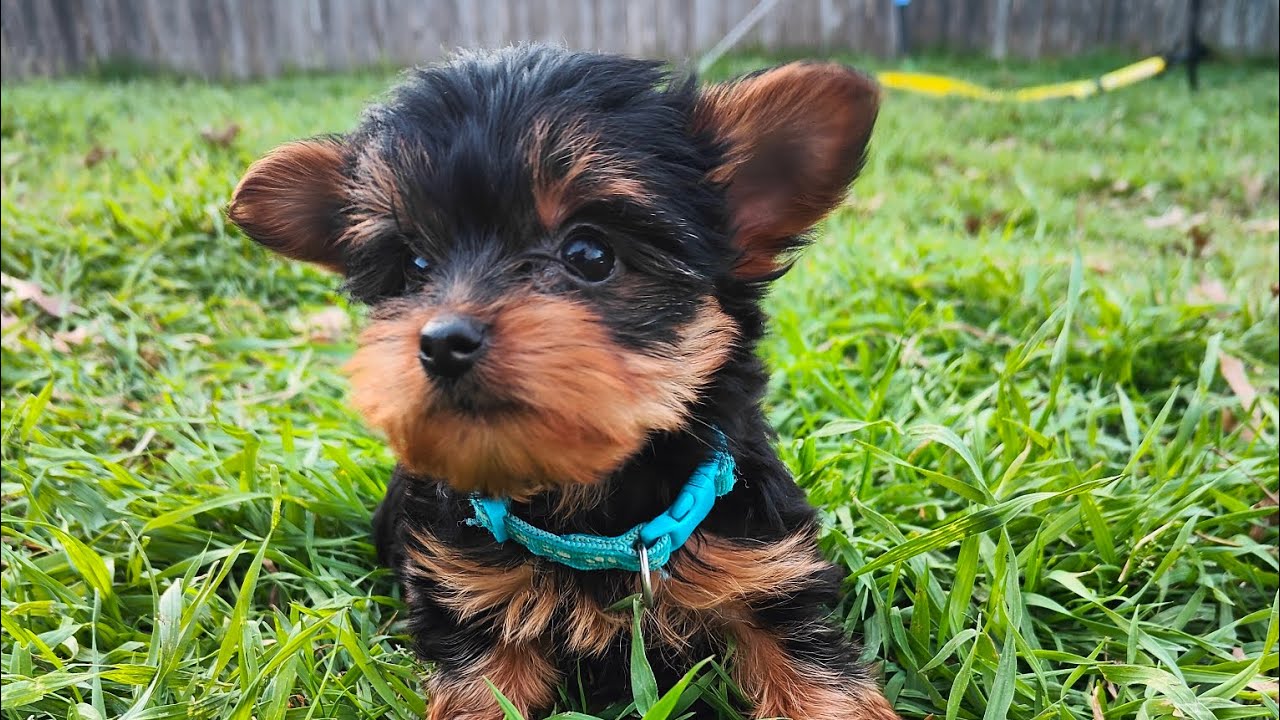 Yorkie puppies first time playing outside 