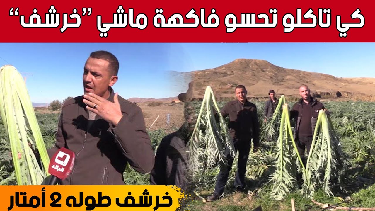 خرشف