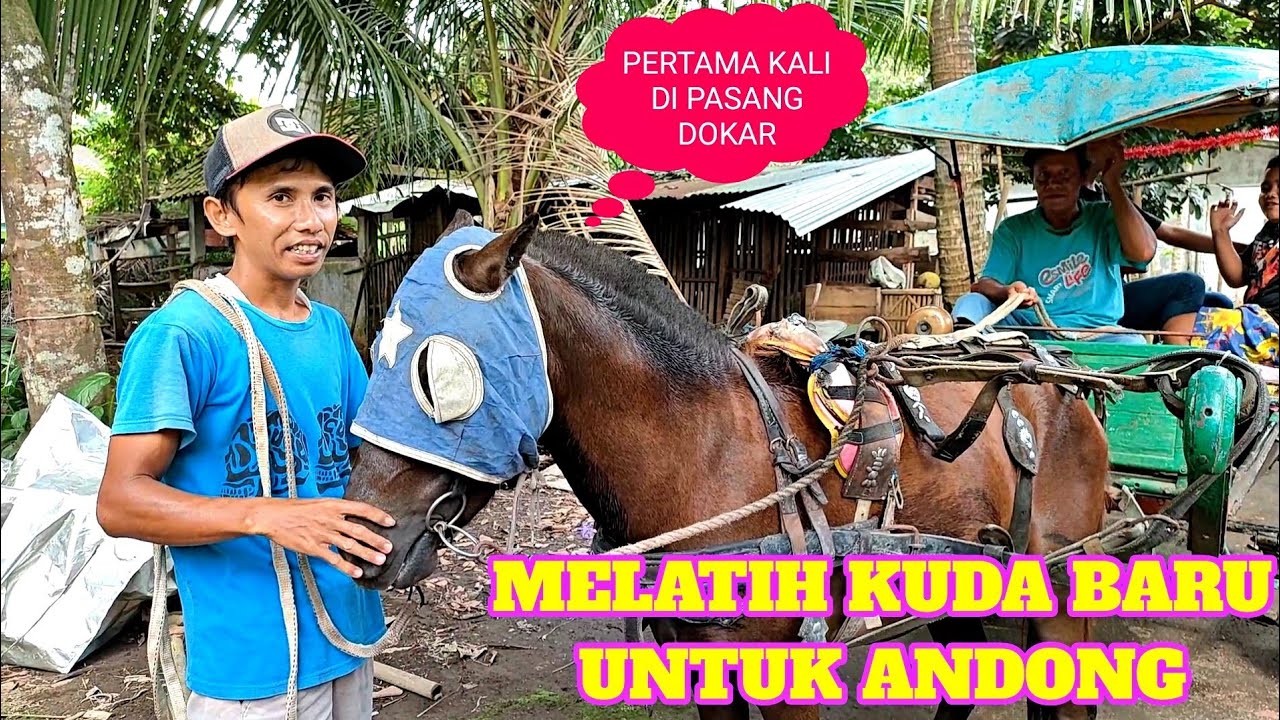 Kuda Baru Mas Jimin Pertama Kalinya Dipasangin Dokar // kuda delman istimewah