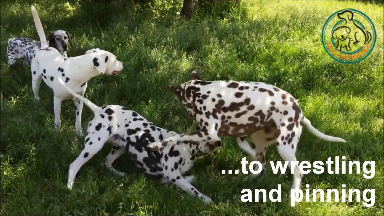 Dog-Dog Play Part 1 - MARS