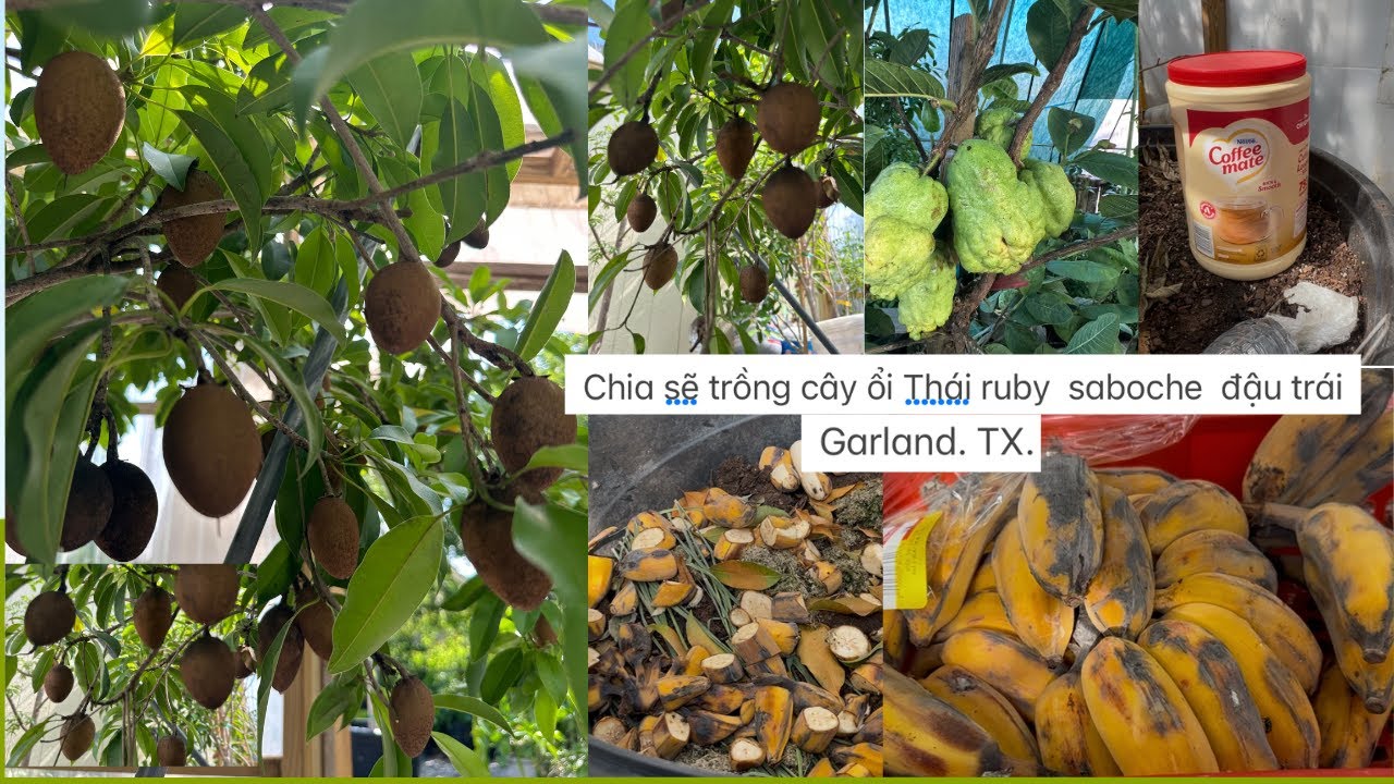Chia sẽ trồng cây ổi Thái ruby  saboche  đậu trái Garland. TX.❤️🥰🍑🌴# 635