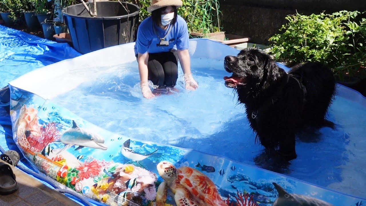 生まれて初めてプールに入った大型犬の反応！