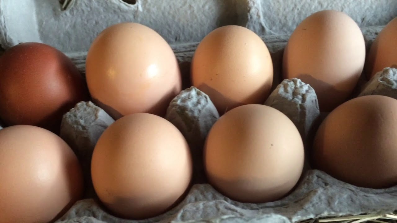 How Long Do Eggs Last?!?