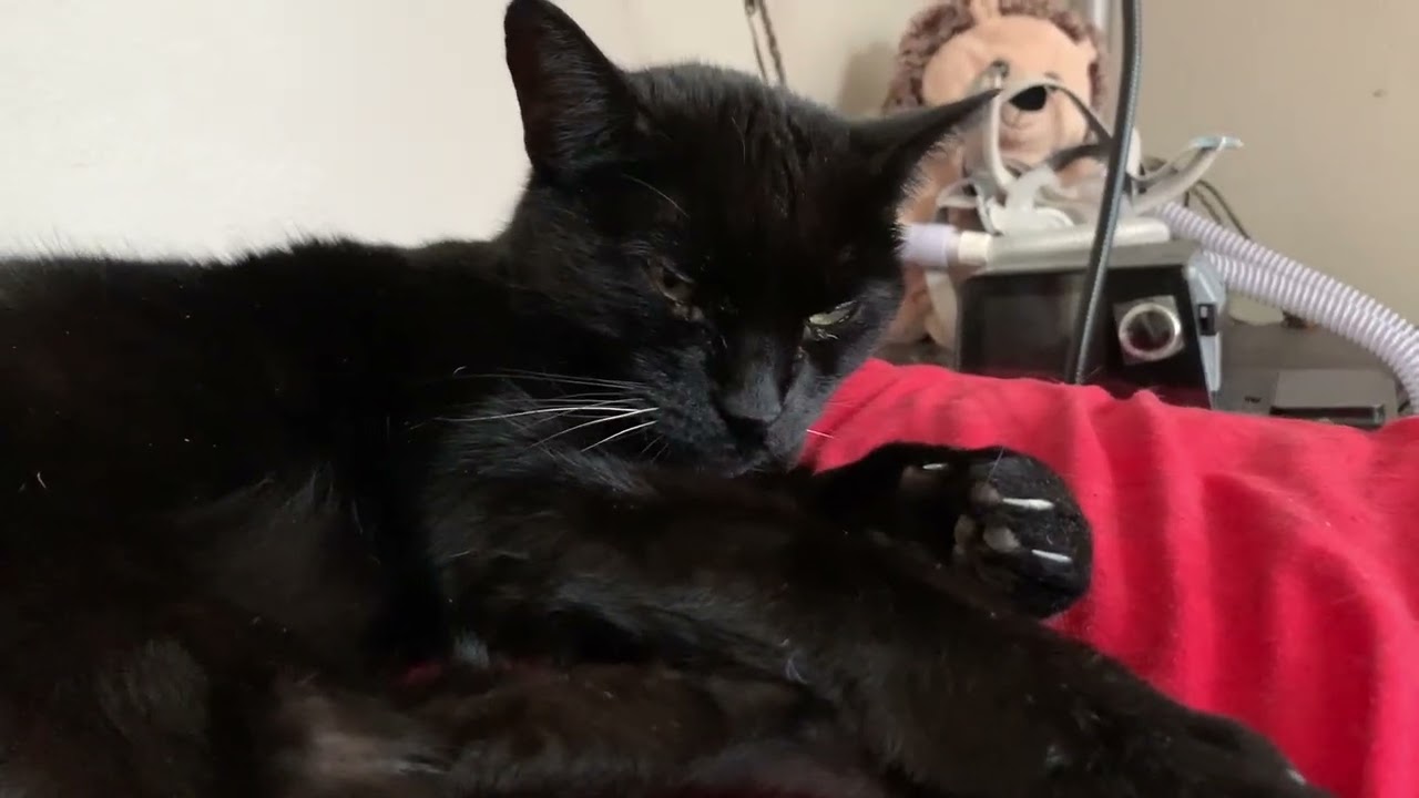 Anti-authoritarian cat’s new year’s advice for coping with 2026