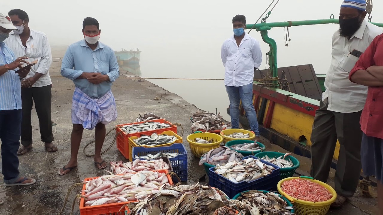 Fish Auction in Machilipatnam Fishing Harbour, Fish Auction in Machilipatnam Port, Fish Auction