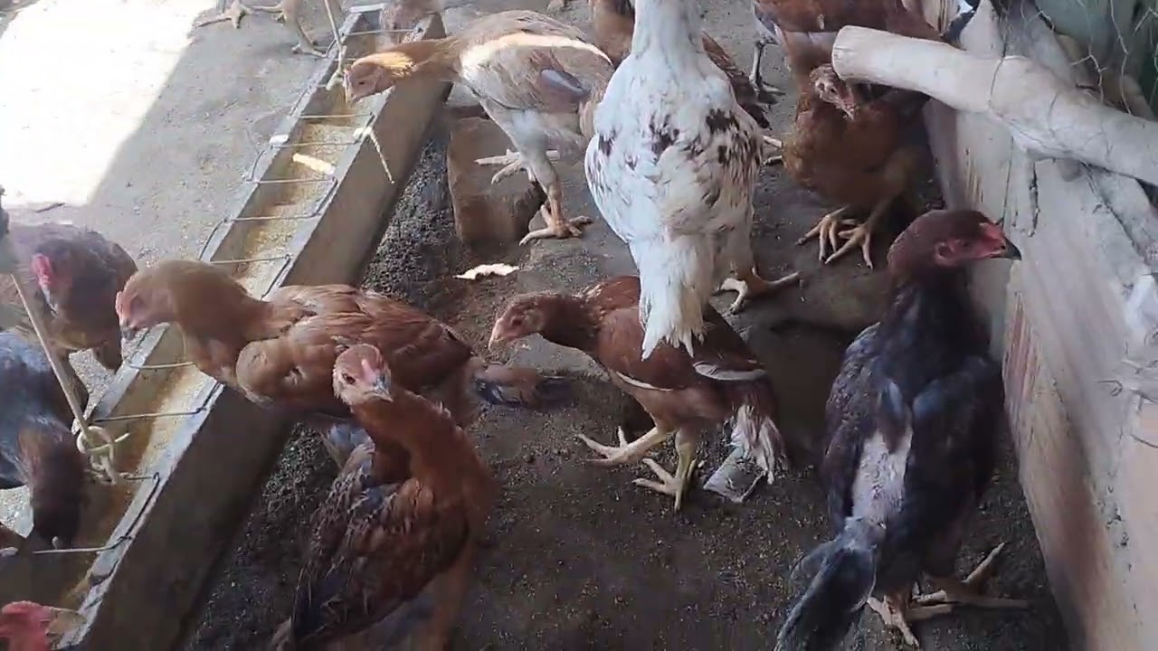 Os pintinhos já estão grandes 🐤🐤🐔