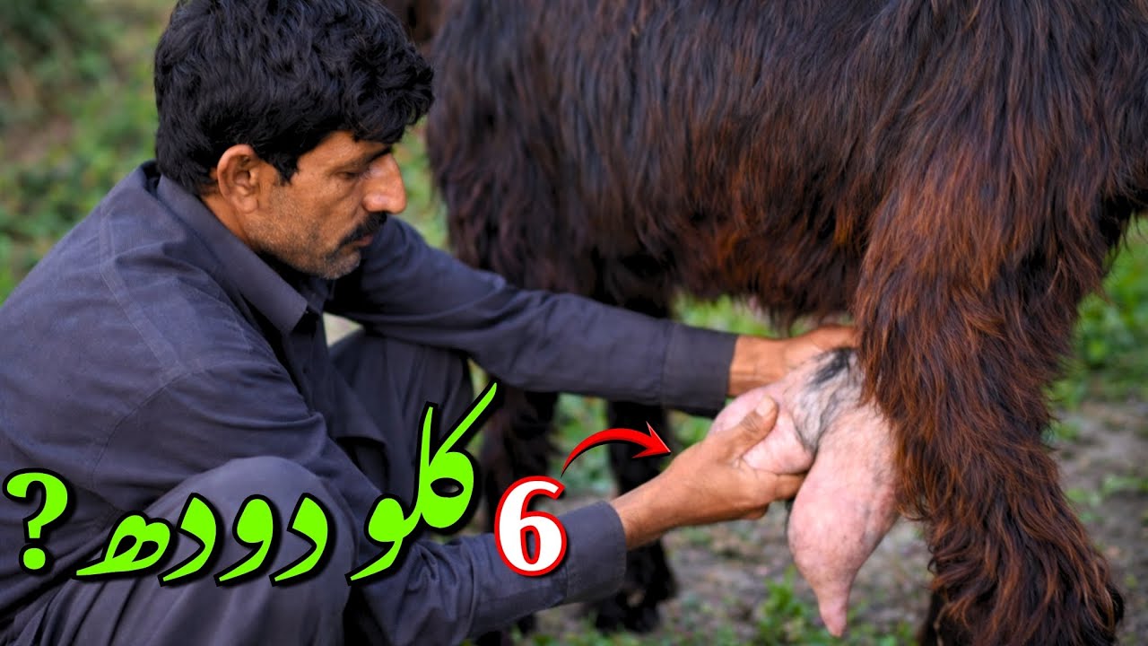 6 KG Milk From One Goat Daily? This Trick Will Shock You!