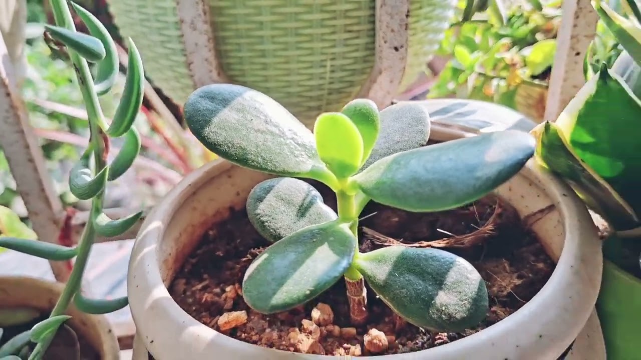 Kuber dhanrashi plant ko kaise Gro Karen