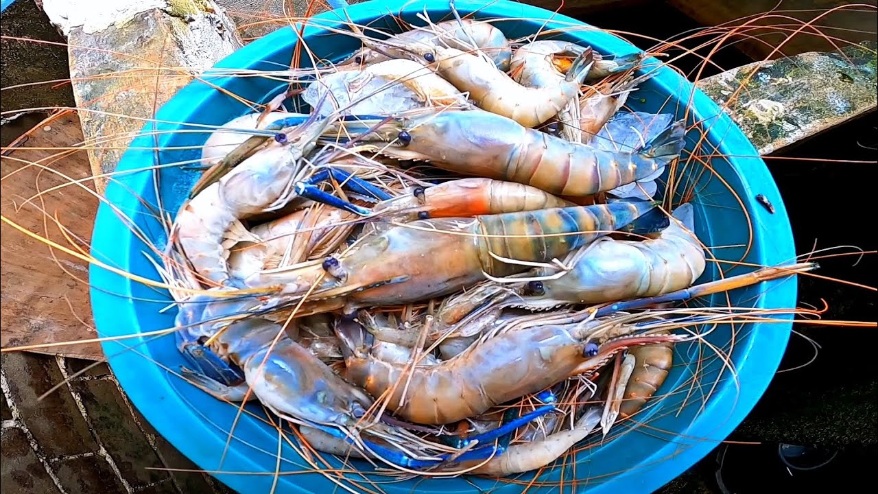 Rejeki nomplok Panen udang besar di lokasi terpencil di pedalaman sungai kalimantan