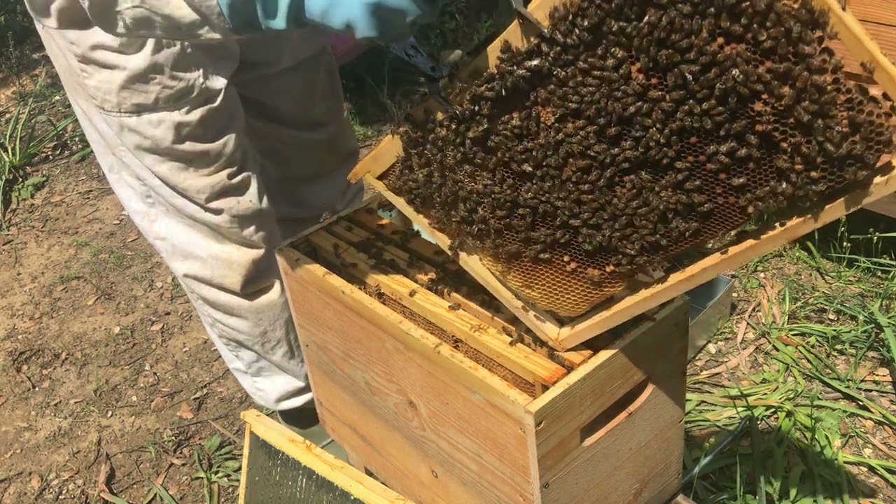 9 mai : visite d'une ruchette avec colonie ultra faible d'abeilles