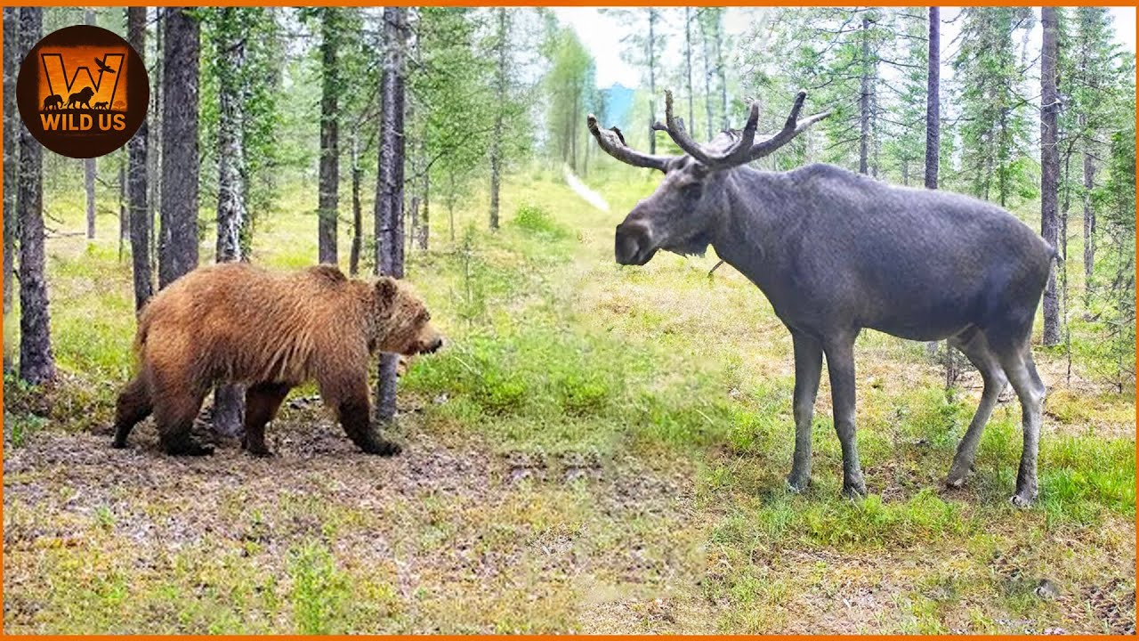 Most Terrifying Grizzly Bear Attacks Ever Recorded | Wild Animals