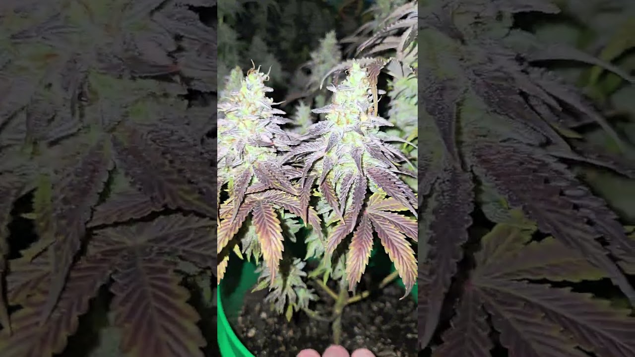 How to grow marijuana. Grow Weed Like the Pros at Home. Smithsoniam Genetics #gas #ohio #ohiogrown