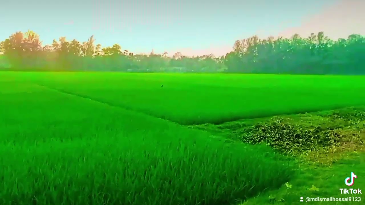 দারুল কুরআন ইন্টারন্যাশনাল মাদ্রাসার ইফতারের আয়োজন 🫘🫘🍎🍎🍏🍏🫒🫒