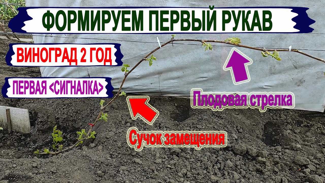 🍇 Как получить СИГНАЛЬНУЮ ГРОЗДЬ на винограде? Формируем правильно первый рукав с плодовым звеном.