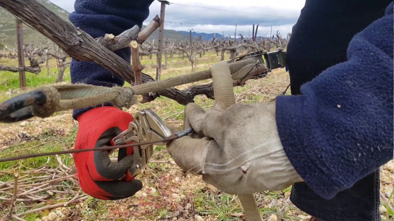 Vigne Réparation fil de fer rapide
