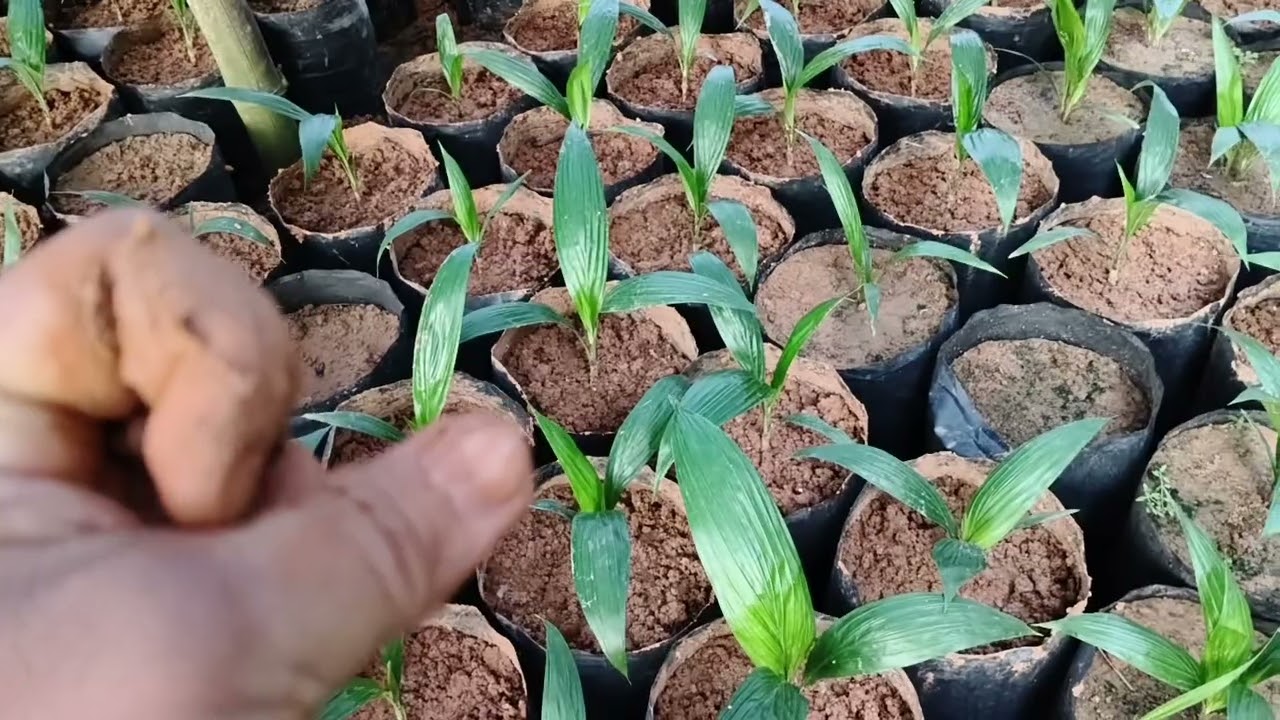 Akibat menanam biji sawit terlalu dalam