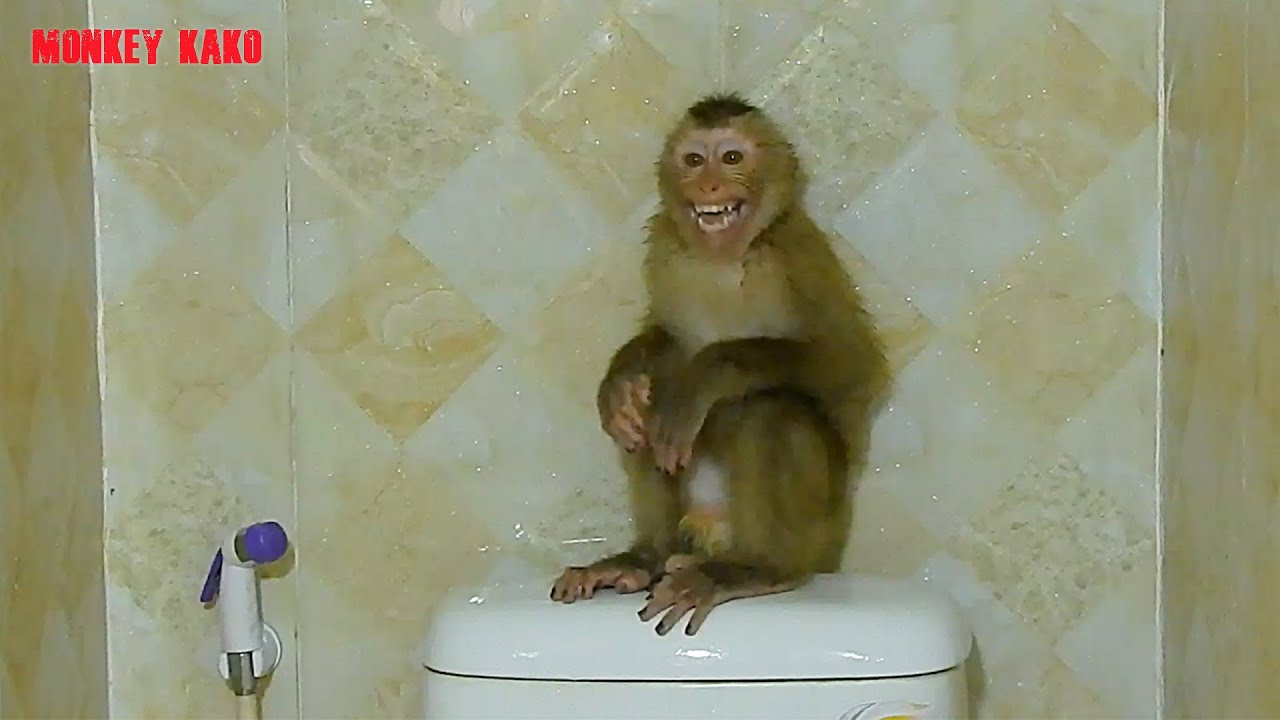 Monkey Kako Crying Very Loudly Because After Take Bath Mother Not Hug And Get Him Out Bathroom