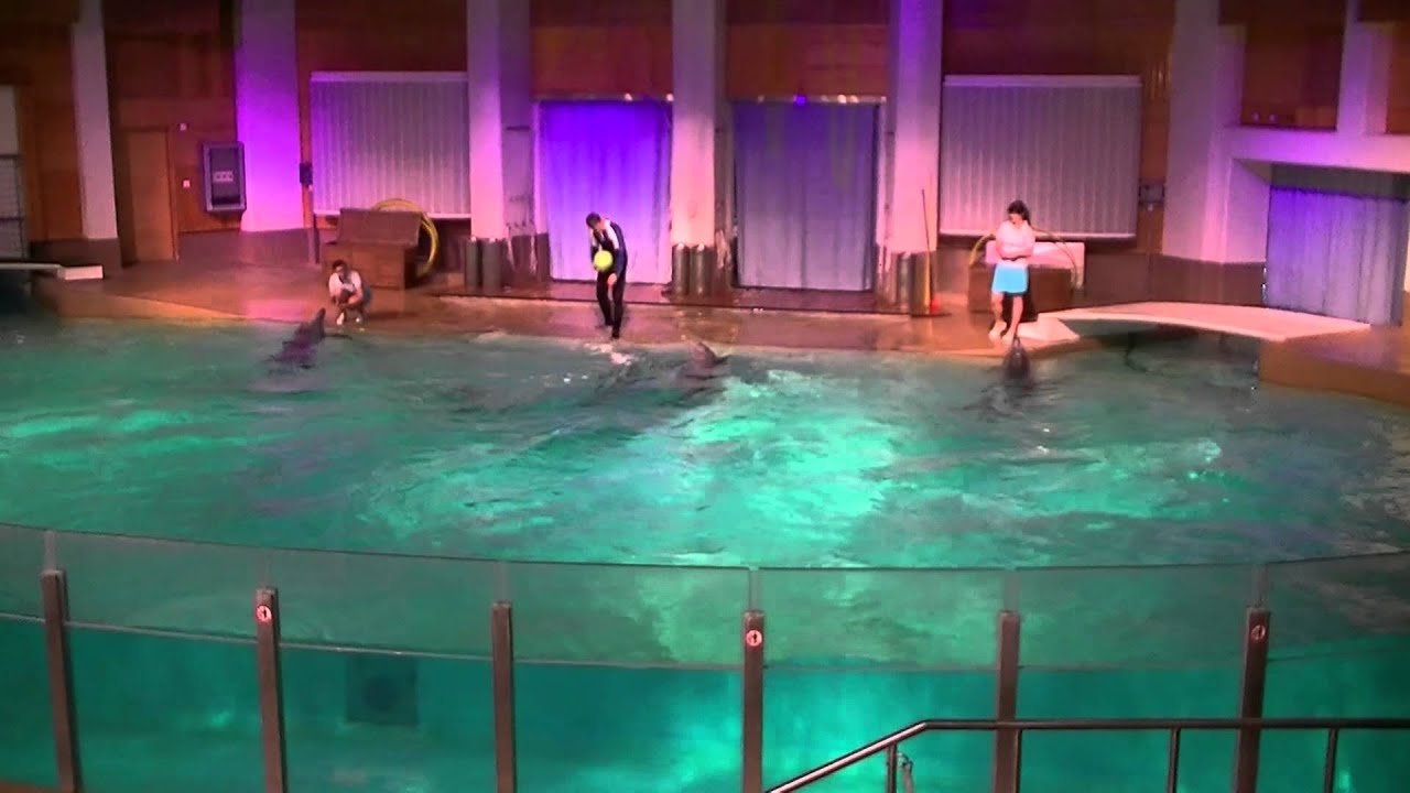 Särkänniemi delfinaario.mp4