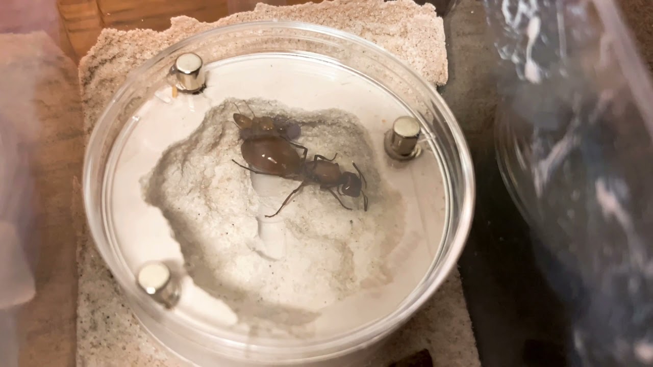 Full Ant Room Tour! 50 subscribers special!