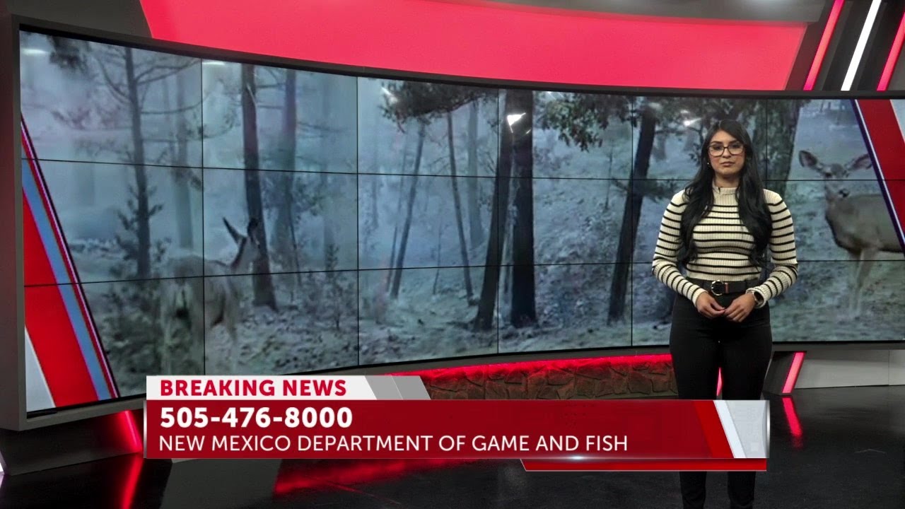 Impact of Ruidoso wildfires on wildlife
