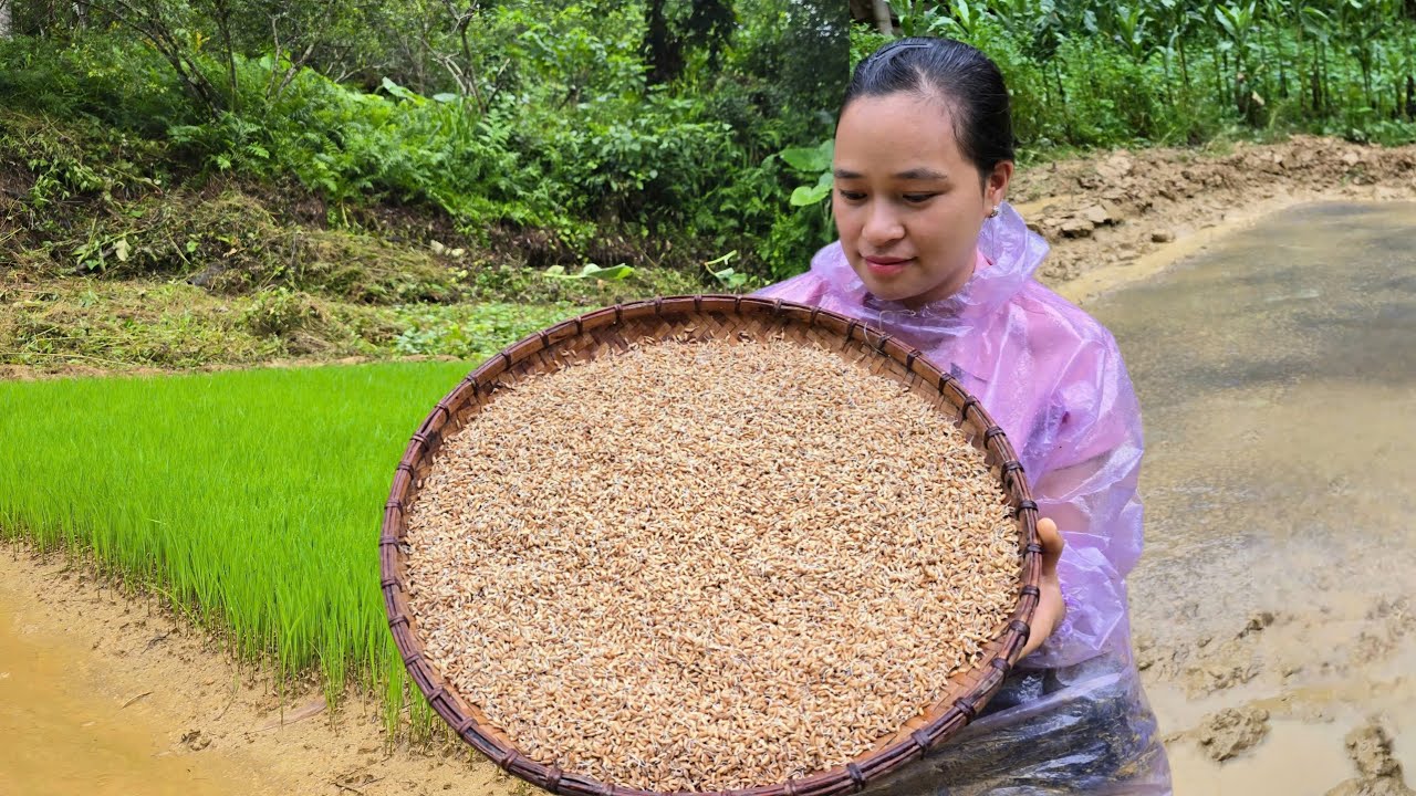 20 Day Seed Germination Process - Cooking On The Farm | Lý Thị Ca